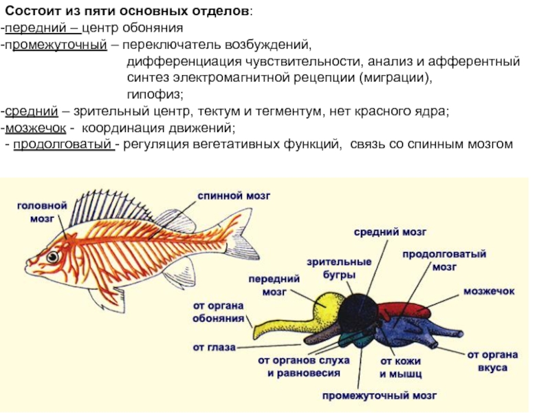 Появление головного мозга у рыб. Головной мозг рыбы состоит из отделов. Тело рыбы состоит из отделов. Органы нервной системы у рыб. Органы обоняния у рыб.