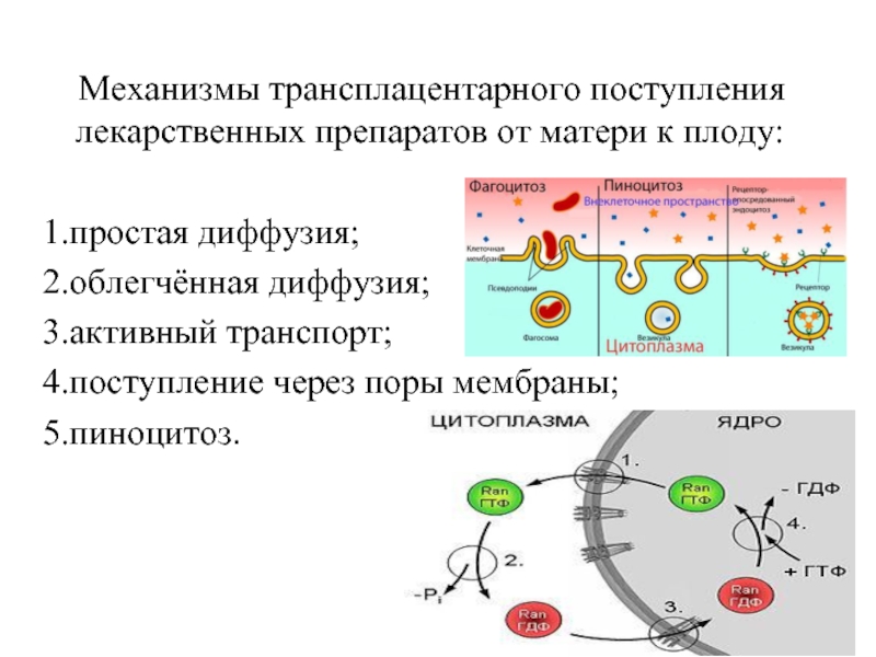 Механизм поступления. Механизмы трансплацентарного обмена. Простая диффузия, облегченный транспорт, активный транспорт.. Простая диффузия механизм транспорта. Активный транспорт лекарственных средств.