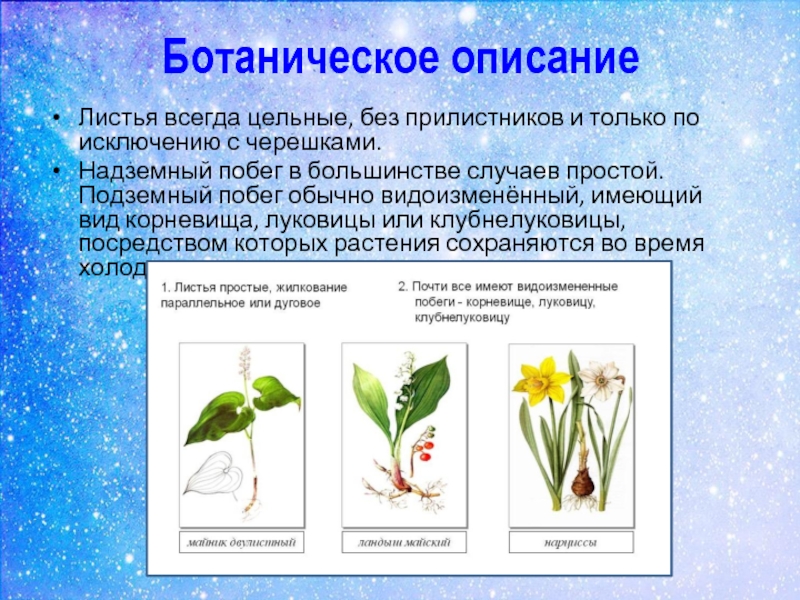 Презентация семейство лилейные биология 6 класс