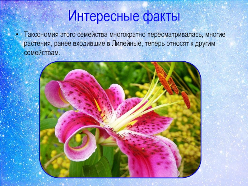 Информация о цветах памяти. Интересное о цветах. Интересные факты о ростения. Интересные факты про цветы. Интересные факты о цветках растений.