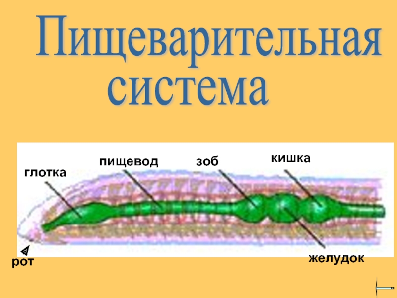 Кольчатые черви пищевод. Зоб у кольчатых червей. Пищеварительная система кольчатых. Пищеварительная система кольчатого червя. Замечательная особенность этого червя состоит