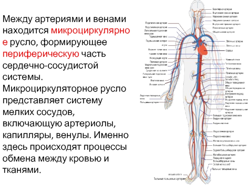 Периферическая вена где. Периферийная система сосудов. Артерии человека. Периферические артериальные сосуды.