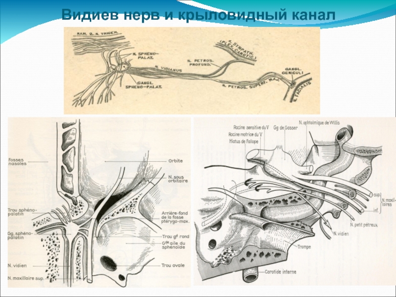 Канал проходит. Нерв крыловидного канала анатомия. Видиев нерв анатомия. Видиев нерв нерв крыловидного канала. Видиев канал.