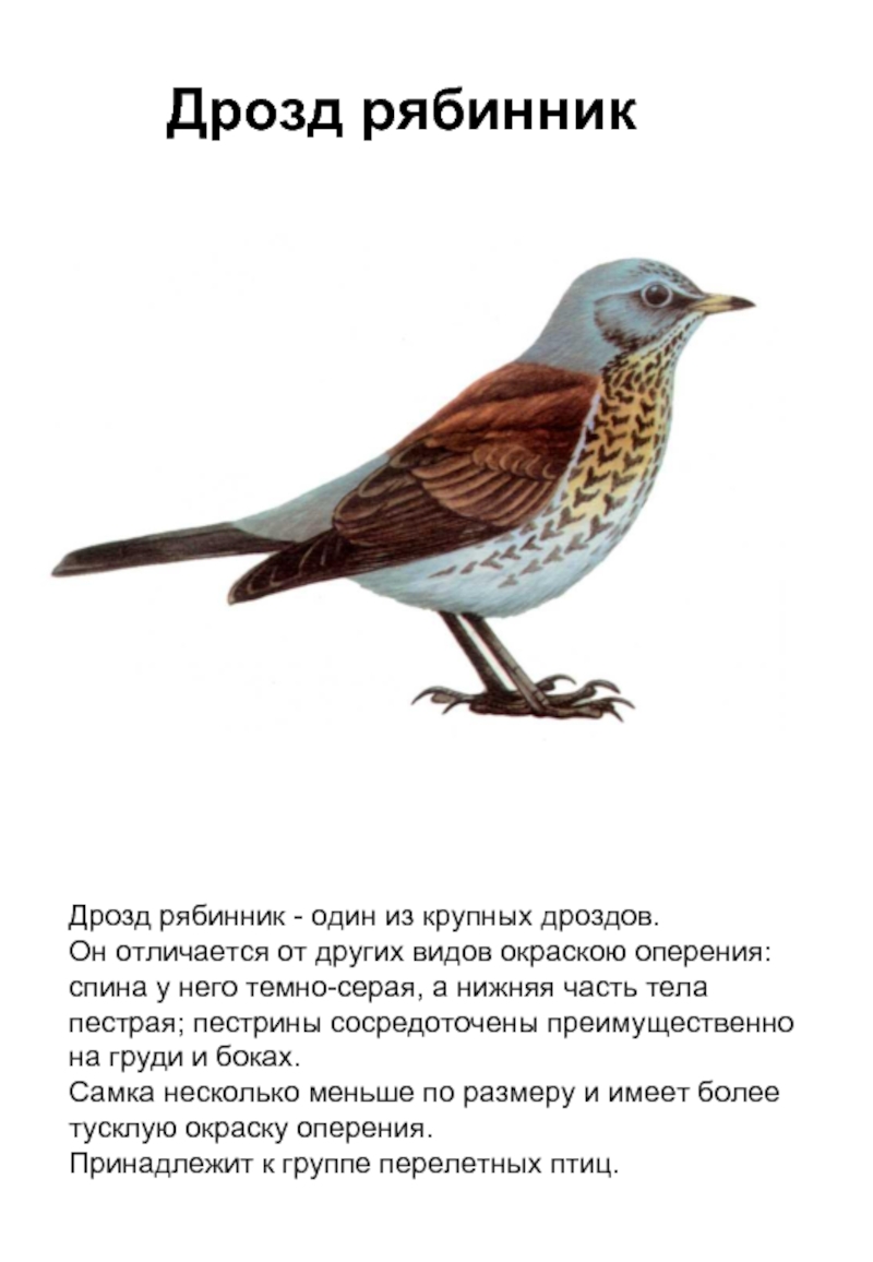 Дрозд рябинник описание птицы