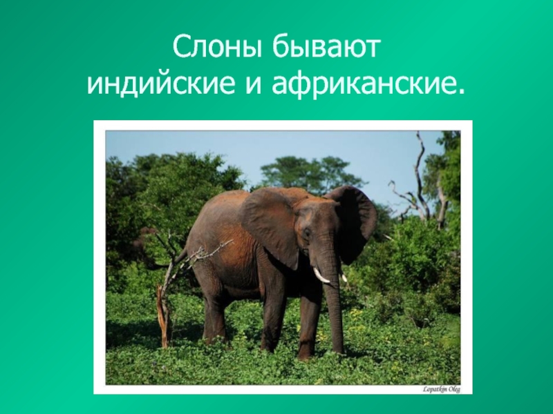 Африканские и индийские слоны 1 класс. Африканский и индийский слон. Где живут слоны Африканский и индийский. Глеиживут слоны. Презентация африканские слоны.