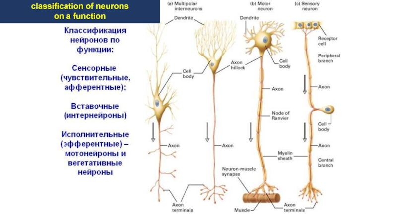 Эфферентные нейроны. Вегетативные Нейроны. Чувствительные вегетативные Нейроны. Функции вставочных и исполнительных нейронов. Вегетативные Нейроны функция.