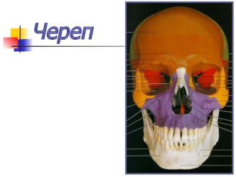 Череп. Развитие