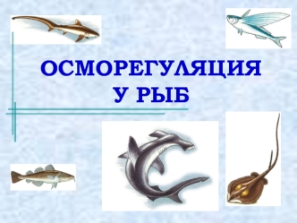 ОСМОРЕГУЛЯЦИЯ У РЫБ