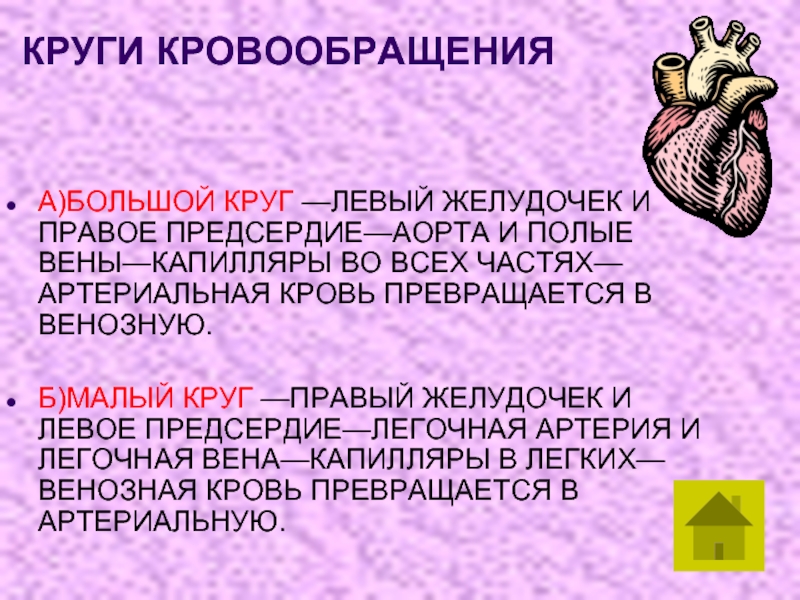 Круги кровообращения последовательность. Большой круг кровообращения: левый желудочек – – правое предсердие. Большой и малый круг кровообращения последовательность. Малый круг кровообращения последовательность. Большой круг кровообращения последовательность.