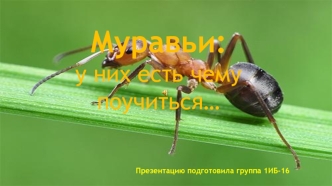 Муравьи: у них есть чему поучиться