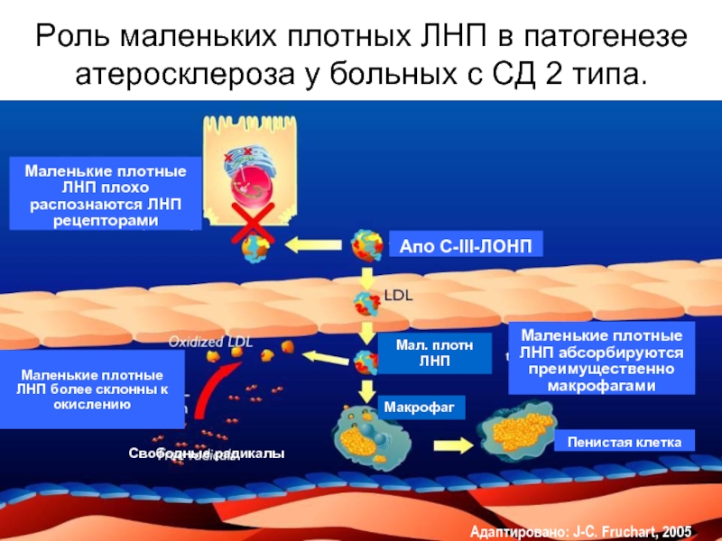 Роль атеросклероза. Патогенез атеросклероза схема. Механизм развития атеросклероза. Патогенез атеросклеро. Этиопатогенез атеросклероза.