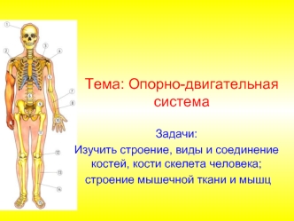 Опорно-двигательная система. Строение, виды и соединение костей, кости скелета человека, строение мышечной ткани и мышц