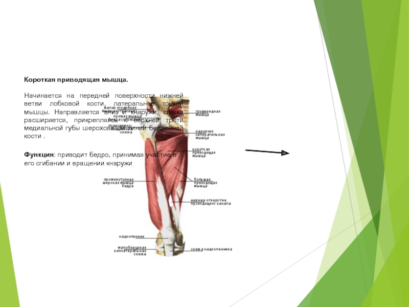 Короткая приводящая. Короткая приводящая мышца бедра функции. Длинная приводящая мышца начало и прикрепление. Длинная и короткая приводящие мышцы бедра. Тонкая приводящая мышца бедра.