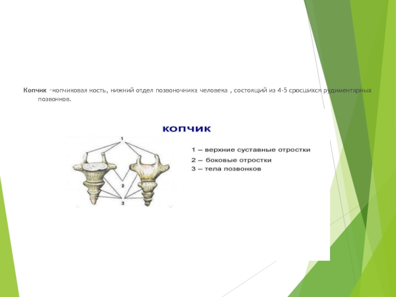 Анатомия таза ppt. Сколько костей в копчиковом отделе. Копчик состоит из 3-5 сросшихся. 5 Сросшихся позвонков составляющих 1 кость.