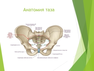 Анатомия таза