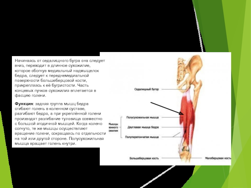 Полусухожильная мышца бедра фото