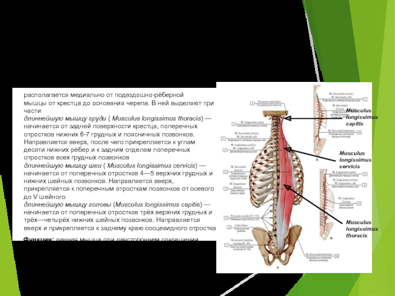 Длиннейшая мышца. Мышцы крестец человека анатомия. Подвздошно реберная мышца спины. Мышцы поясницы и крестца. Подвздошно реберная мышца поясницы.