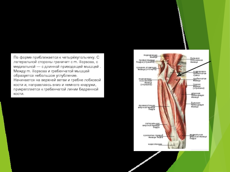 Мышца латынь. Гребенчатая мышца. Гребенчатая мышца функции. Гребенчатая мышца бедра. Место крепления гребенчатой мышцы.