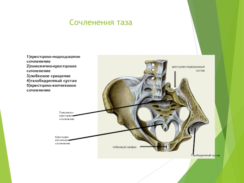 Крестцово подвздошное сочленение картинки