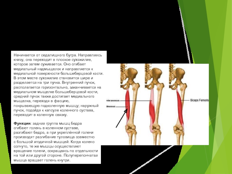 Седалищный бугор. Полуперепончатая мышца коленного сустава. Седалищный бугор анатомия. Сухожилия седалищного бугра.