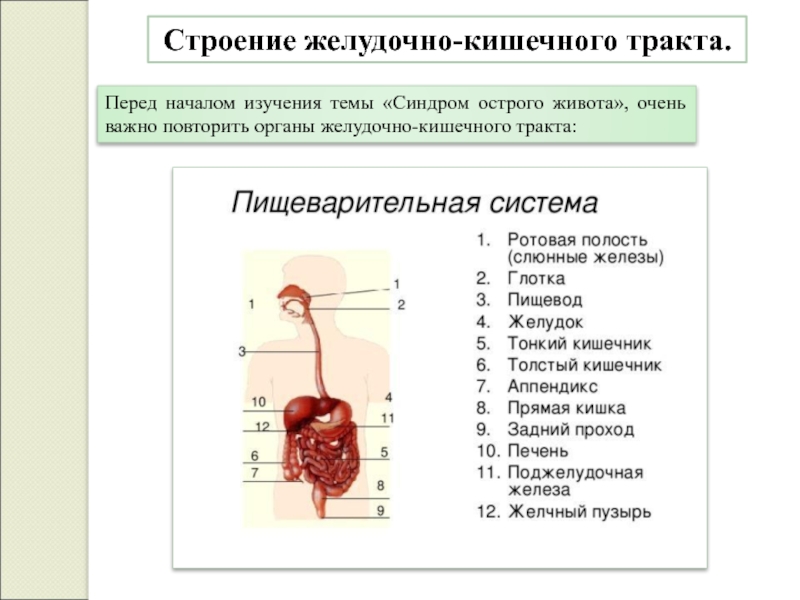 Тракт органы. Строение органов желудочно-кишечного тракта. Перечислите отделы желудочно-кишечного тракта последовательно. Строение пищеварительного тракта. Пищеварительный тракт анатомия.
