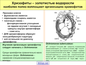 Хризофиты – золотистые водоросли