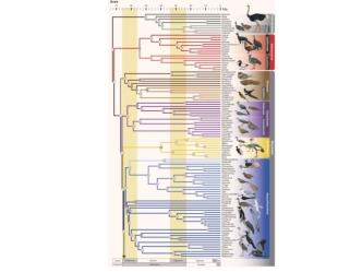 Чайки, журавли. Charadriiformes