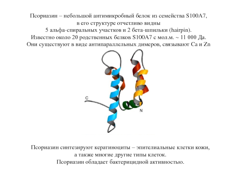 Повышенный белок s100. Альфа структура белка. Семейства родственных белков. Антимикробный белок. Белок s-100 функции.