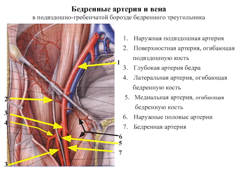 Наружная подвздошная артерия схема