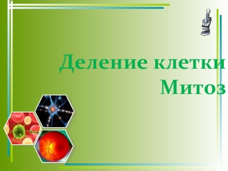 Деление клетки Митоз