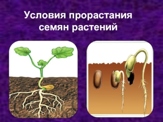 Условия прорастания семян растений
