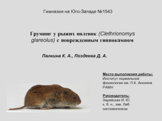 Груминг у рыжих полевок (Clethrionomys glareolus) с поврежденным гиппокампом