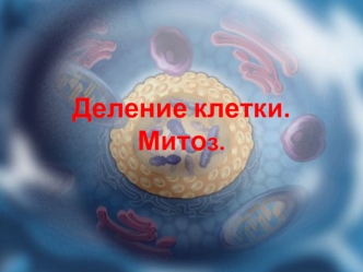 Деление клетки. Митоз