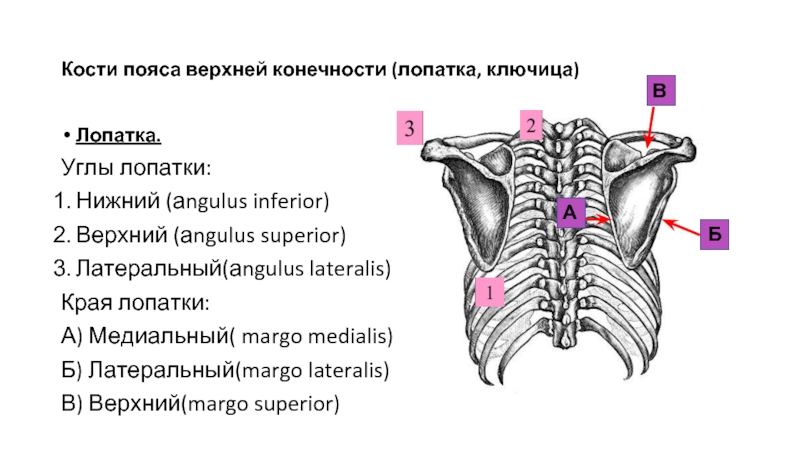 Кости пояса верхней конечности ключица лопатка