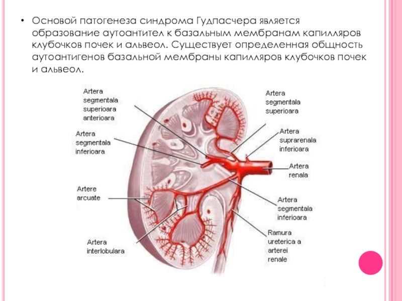 Давление в почечном клубочке. Синдром Гудпасчера этиология. Синдром Гудпасчера легких патологическая анатомия. Синдром Гудпасчера патогенез. Легочно-почечный синдром.