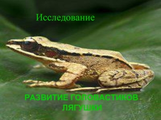 Исследование: Развитие головастиков лягушки