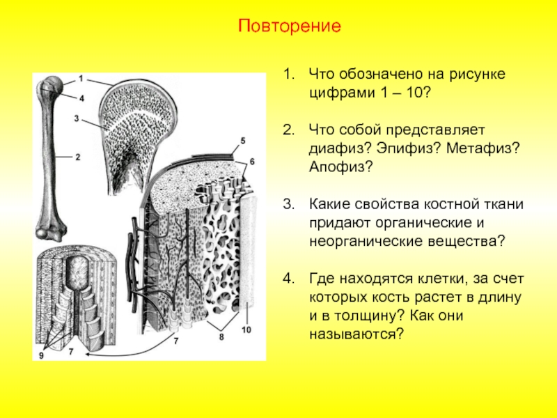 Цифрой 1 на рисунке обозначена кость