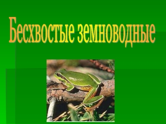 Бесхвостые земноводные