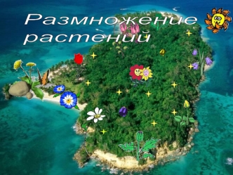 Размножение
растений