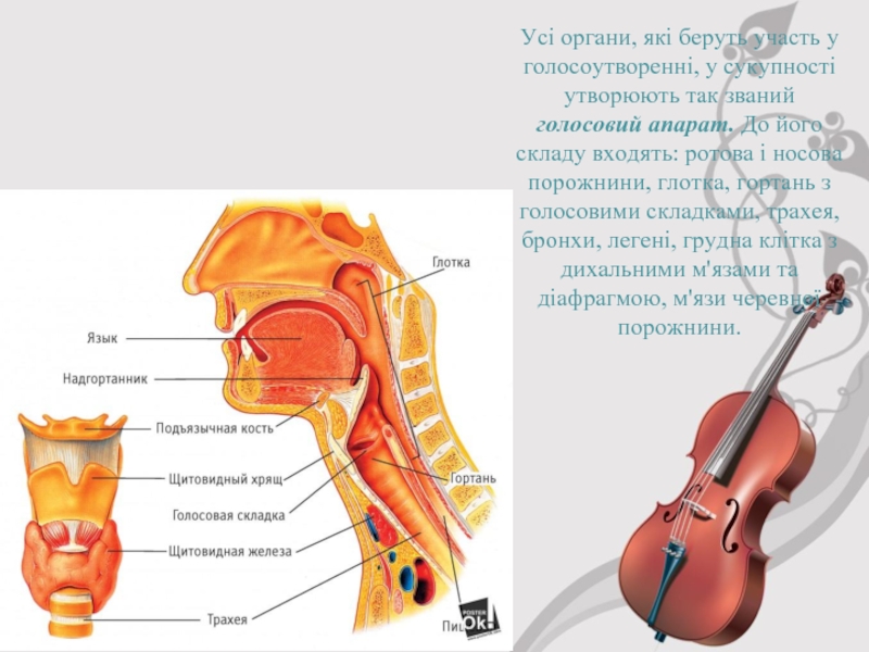 Реферат: Голосовий апарат і його будова