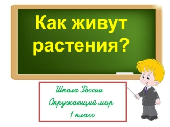 Как живут растения