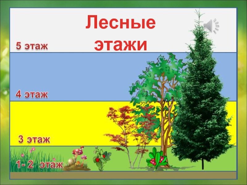 Этажи леса картинки для дошкольников