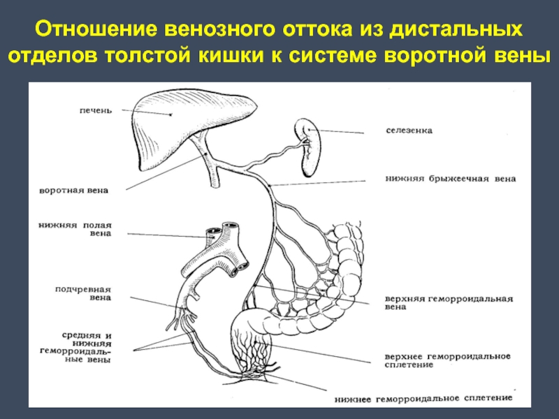 Отдел толстой. Дистальный отдел толстой кишки. Проксимальный и дистальный отдел кишечника. Дистальный отдел тонкого кишечника. Толстая кишка дистальный отдел.