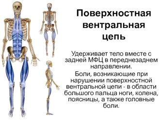 Поверхностная вентральная цепь
