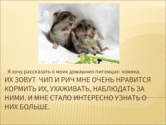 Домашние питомцы