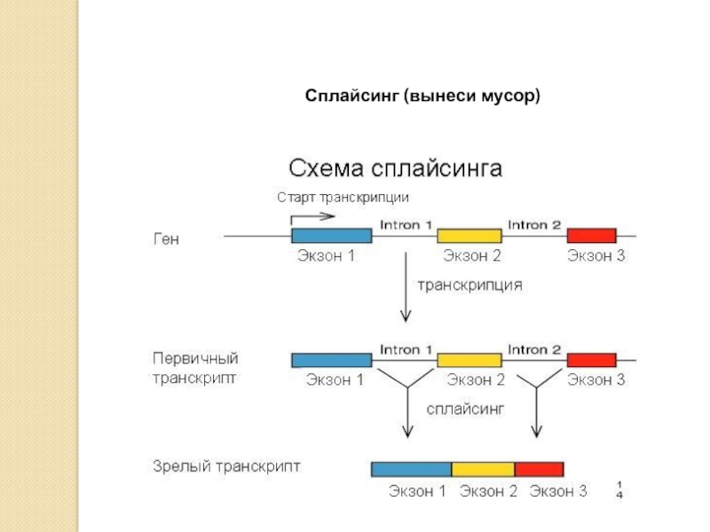 Биосинтез гена. Схема сплайсинга РНК. Сплайсинг Гена. Механизм сплайсинга эукариот. Сплайсинг РНК У эукариот происходит.
