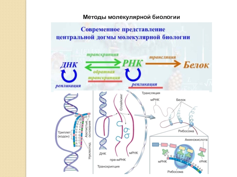 Какая схема соответствует главному постулату или центральной догме молекулярной биологии