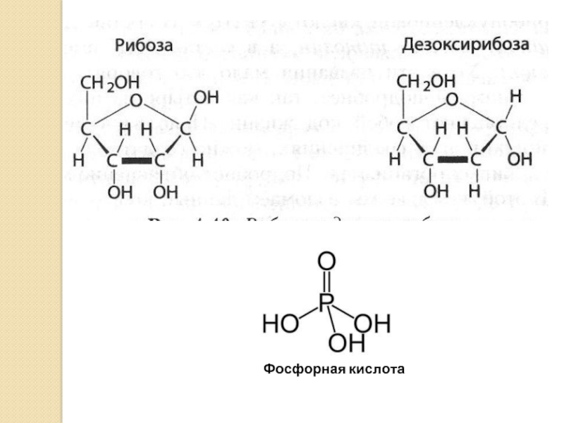 Схема 22 фосфорная кислота