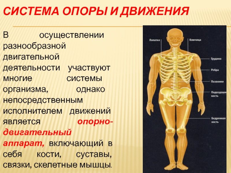 В организме однако в