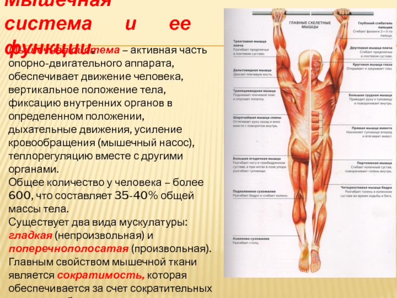 Что является активной частью опорно двигательного аппарата. Мышцы опорно двигательного аппарата и их функции. Мышечная система человека. Опорно - двигательный аппарат. Двигательная функция мышц. Активная часть опорно-двигательного аппарата.